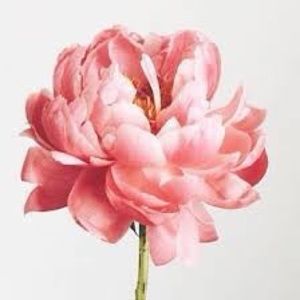 Meet your Posher, Allie